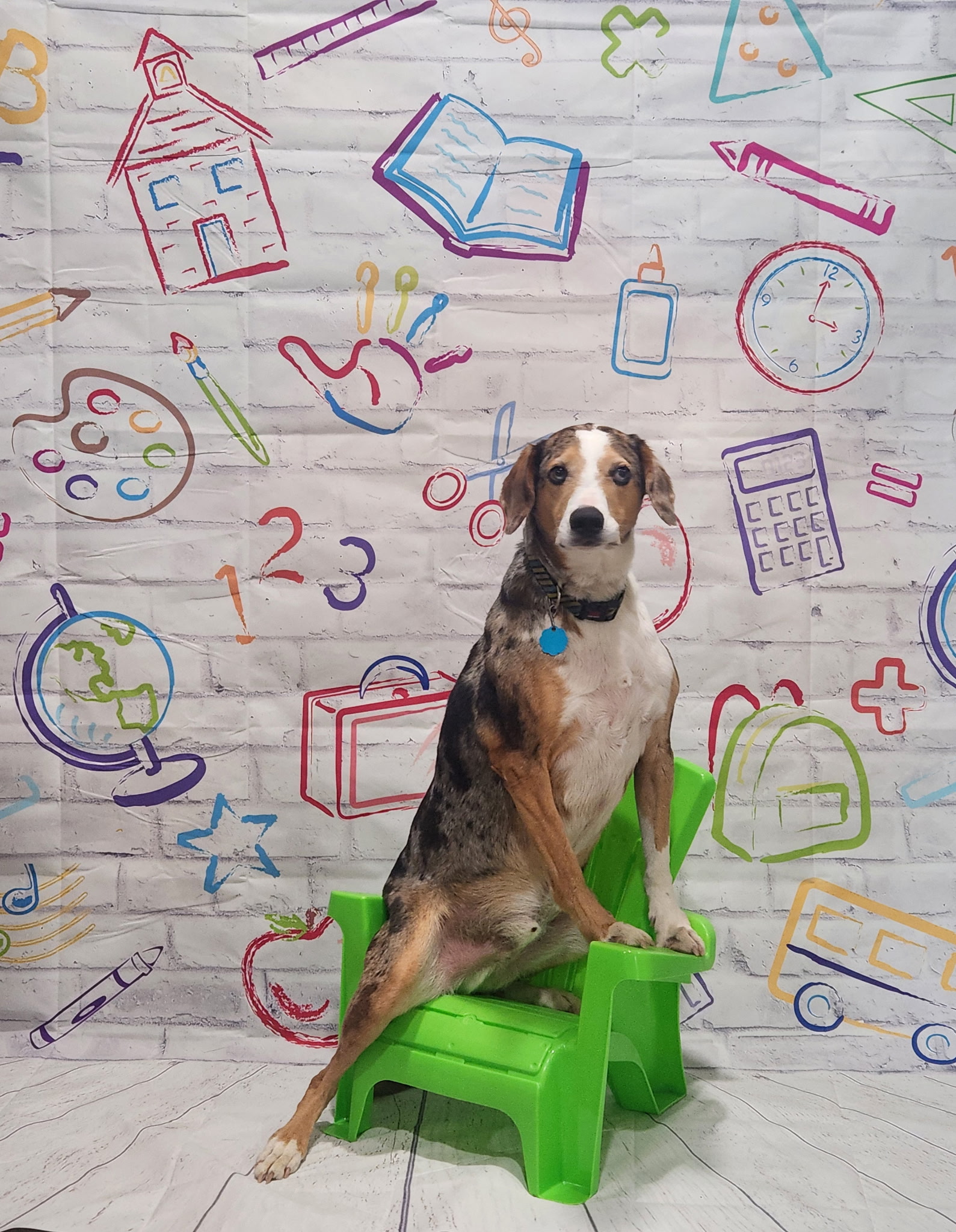 Dog sitting on a small green chair for a photoshoot at Boones Backyard, in Tumbling Shoals, AR
