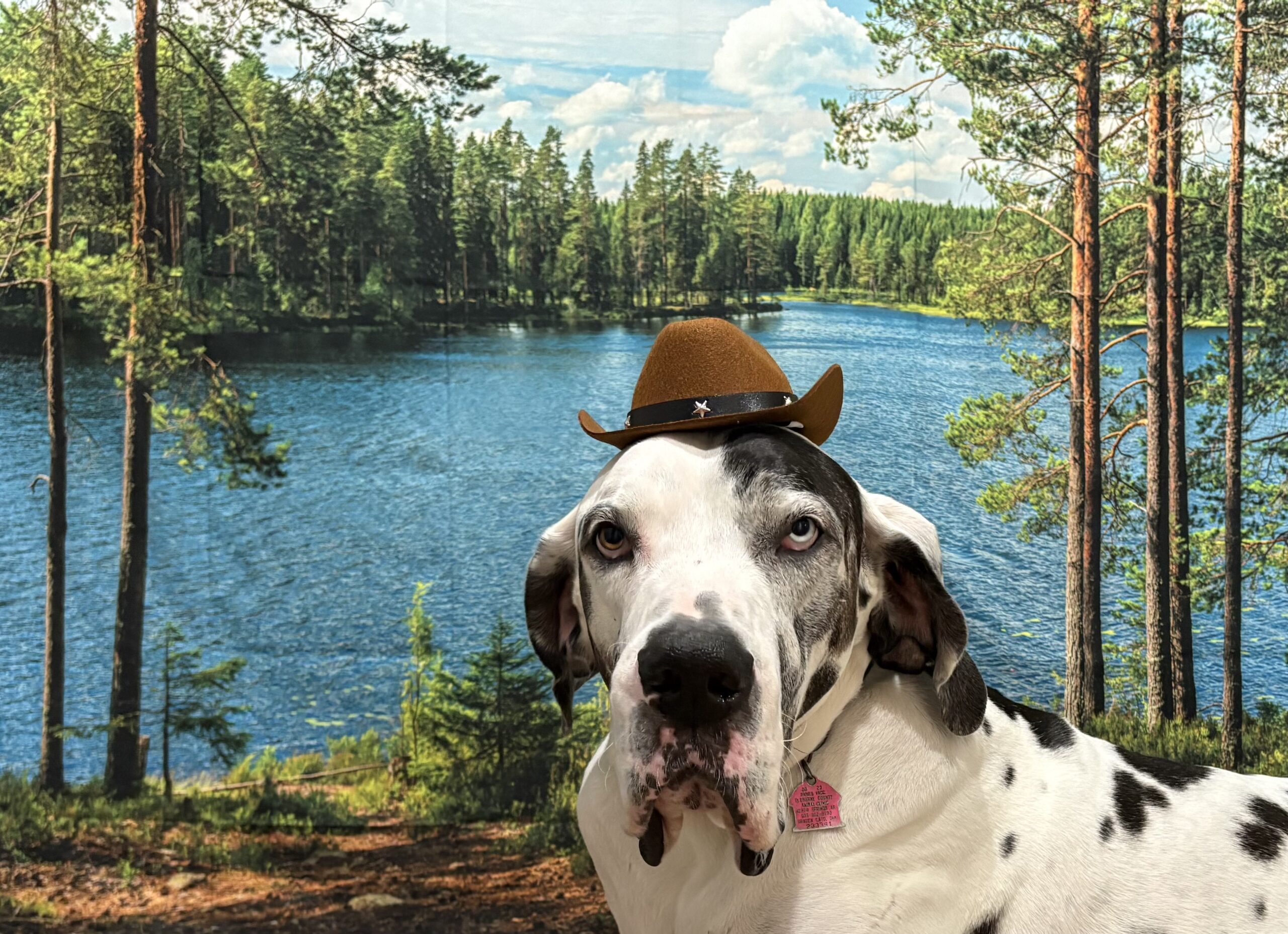 Dog with a small hat on his head at Boones Backyard, in Tumbling Shoals, AR
