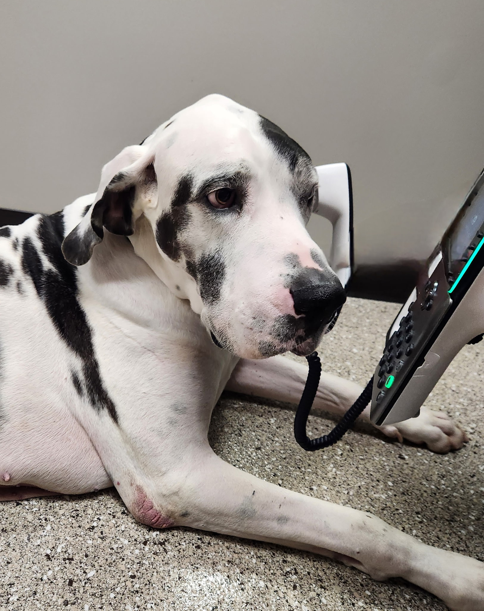 Dog making a phone call at Boones Backyard, in Tumbling Shoals, AR